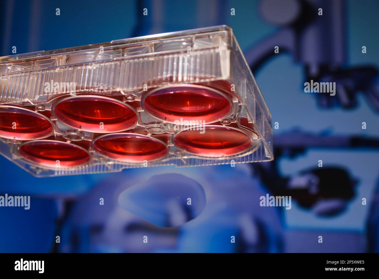 Technologies cellulaires en biologie. plaque de milieux de culture à 6 puits. Banque D'Images