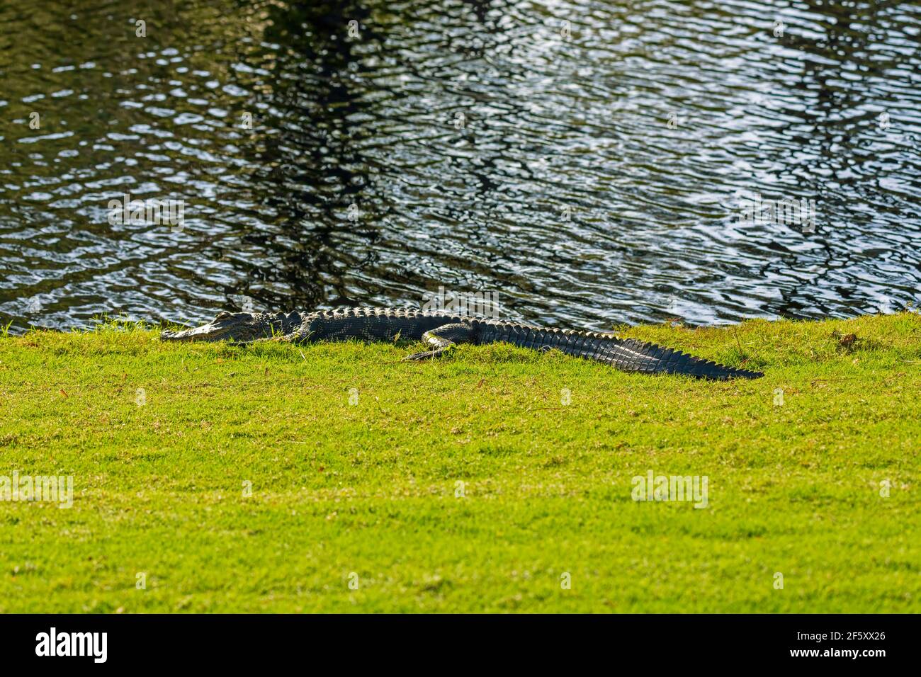 Un alligator américain, Alligator mississippiensis, se faisant bronzer au bord d'un étang Banque D'Images