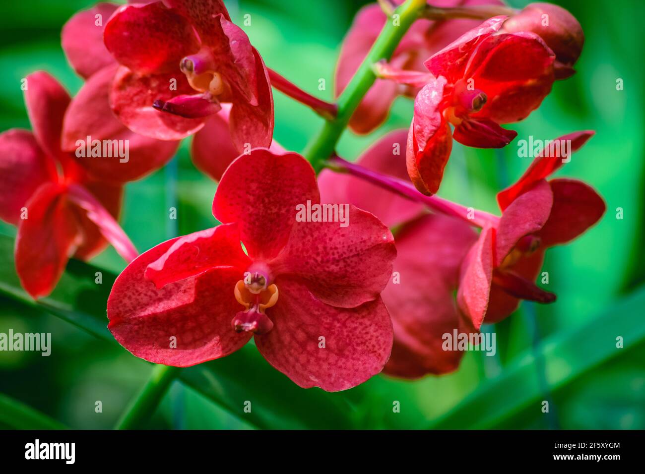 Belle branche rouge tropicale de la fleur d'orchidée phalaenopsis de  famille Orchidaceae sur fond de jardin.UNE belle plante d'orchidée dans la  nature.sélective Photo Stock - Alamy