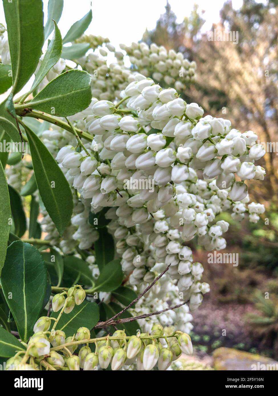 Le merisier laurel (Prunus laurocerasus) est une espèce de cerisier à feuilles persistantes (Prunus), originaire des régions bordant la mer Noire. Banque D'Images