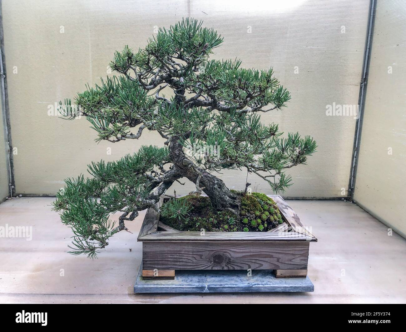 Le pin de Mugo (Pinus mugo) est une espèce de conifères, originaire des habitats de haute altitude du sud-ouest à l'Europe centrale et du sud-est. Banque D'Images