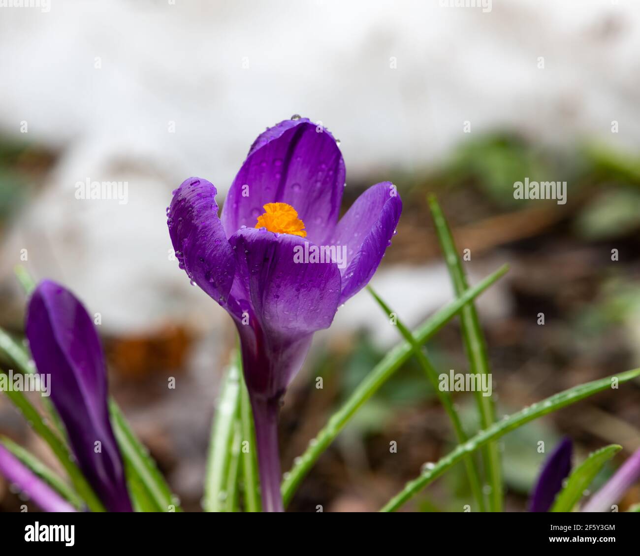 Des fleurs de crocus sativus colorées poussent dans le jardin au début du printemps avec une pile de neige en arrière-plan dans le spéculateur, NY dans les Adirondacks. Banque D'Images