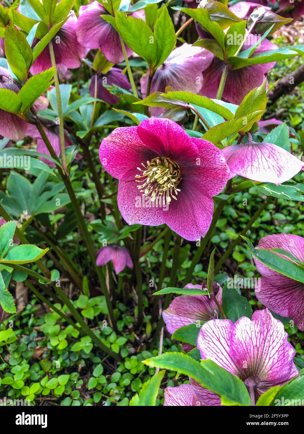 La rose de Lenten (Helleborus orientalis) est une plante à fleurs vivaces et une espèce d'hellebore de la famille des buttercup, Ranunculaceae, originaire de Grèce A. Banque D'Images