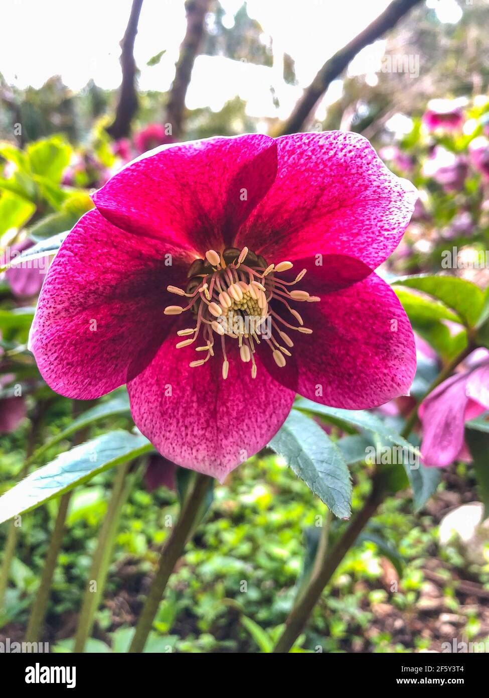 La rose de Lenten (Helleborus orientalis) est une plante à fleurs vivaces et une espèce d'hellebore de la famille des buttercup, Ranunculaceae, originaire de Grèce A. Banque D'Images