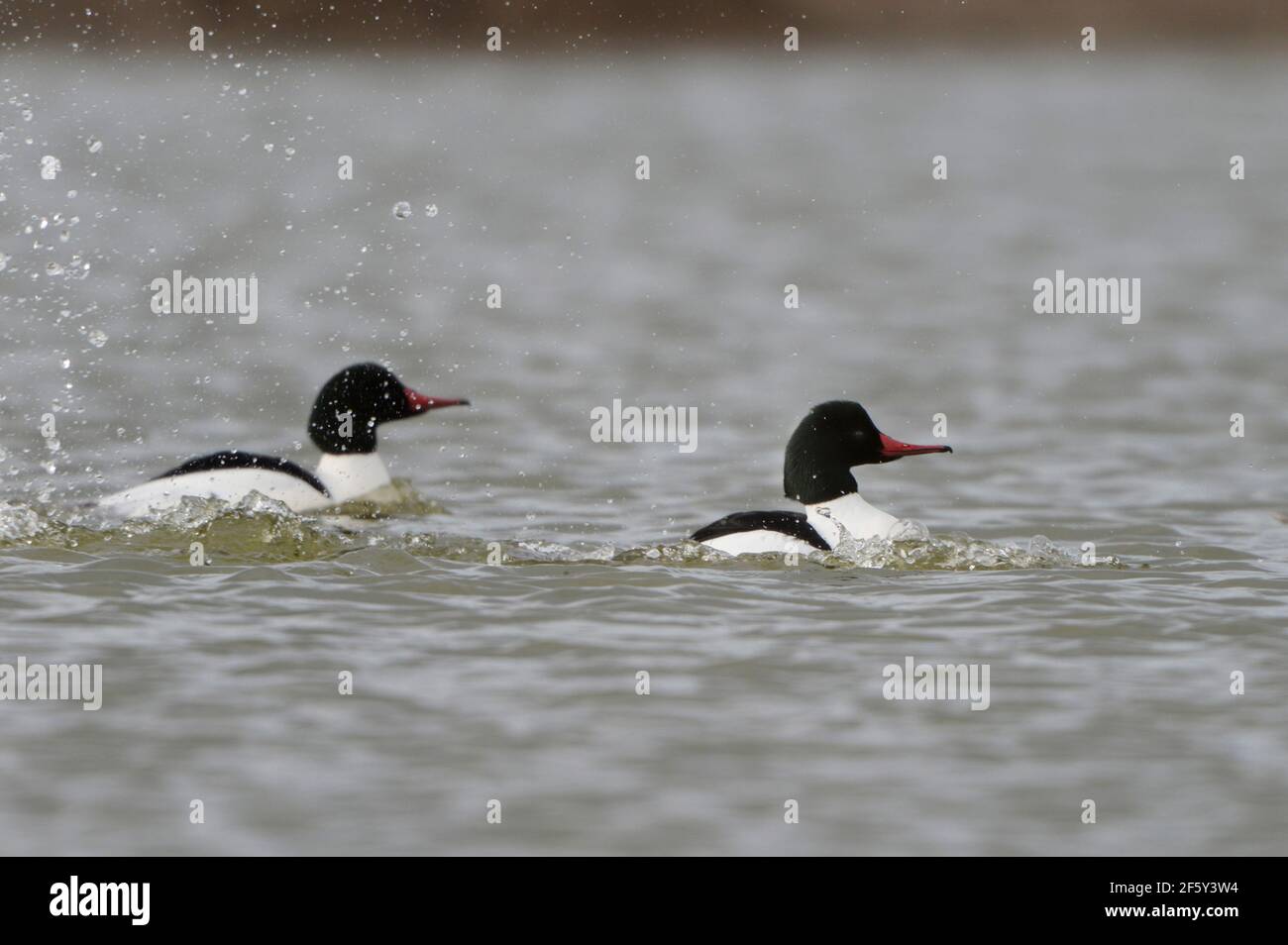 Paire de mergansers mâles communs dans le plumage de reproduction noir et blanc. Banque D'Images