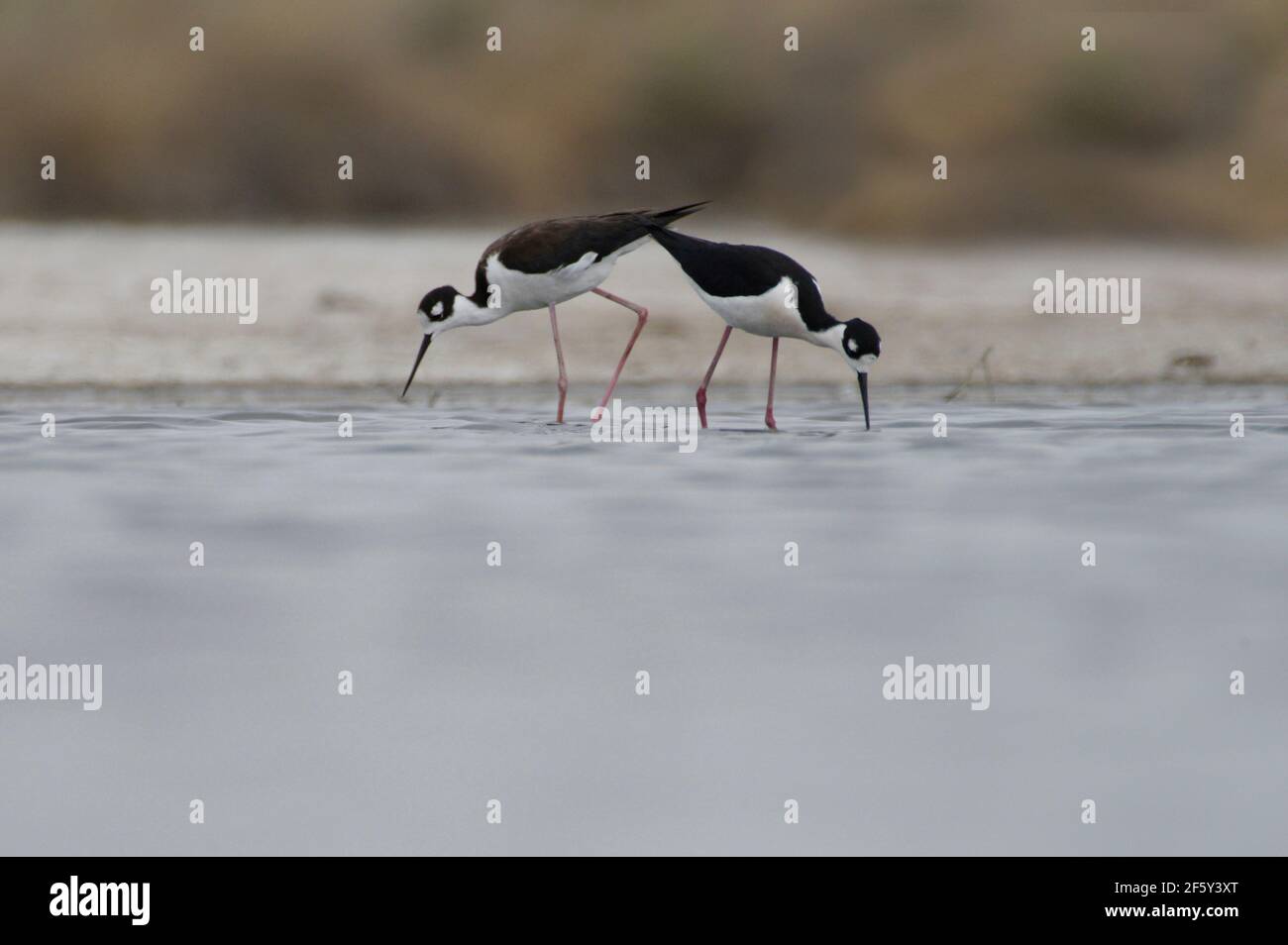 Deux stilts à col noir avec mouvements synchronisés. Banque D'Images