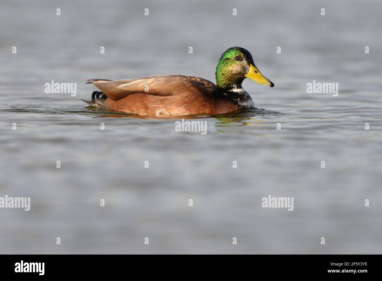 Canard colvert hybride sur l'étang avec tête verte irisée et facture jaune Banque D'Images