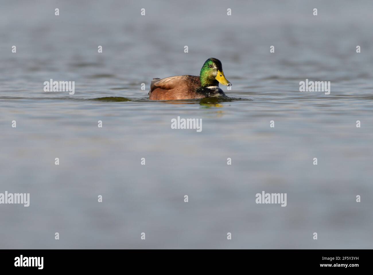 Canard colvert hybride sur l'étang avec tête verte irisée et facture jaune Banque D'Images