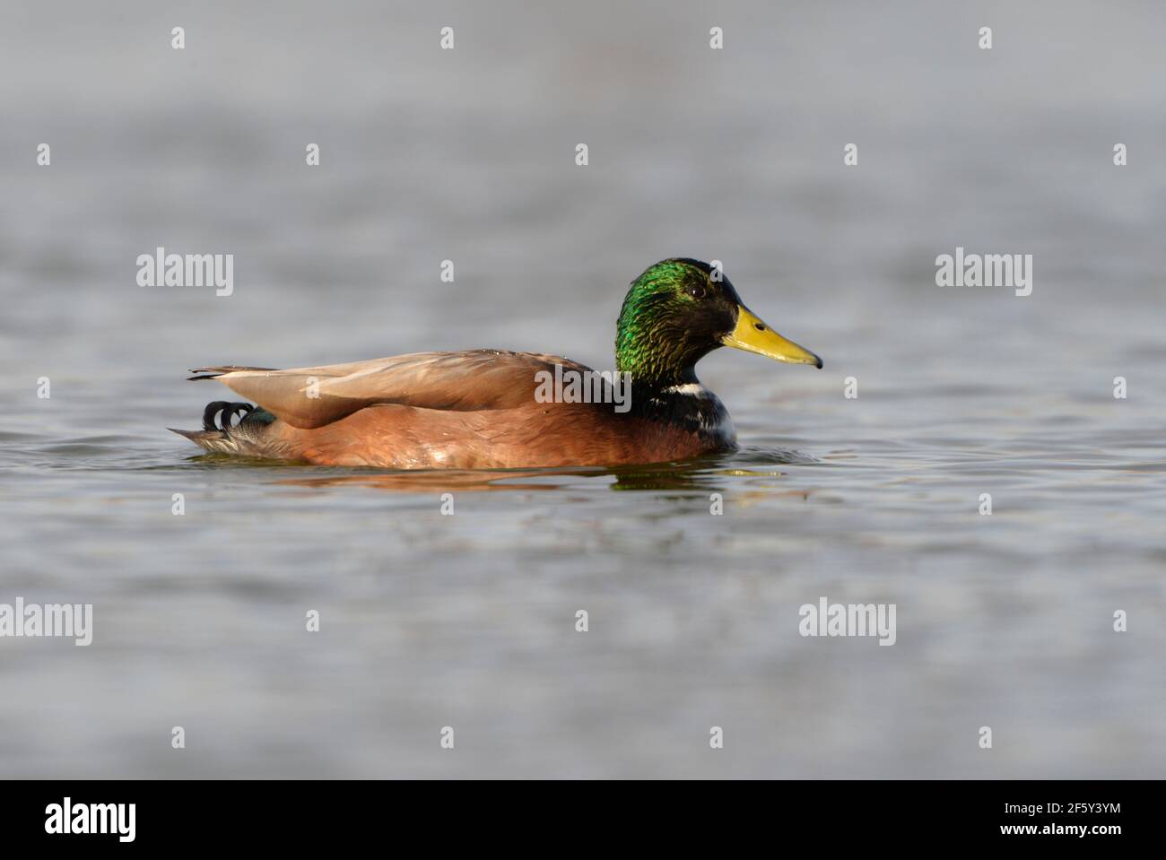 Canard colvert hybride sur l'étang avec tête verte irisée et facture jaune Banque D'Images