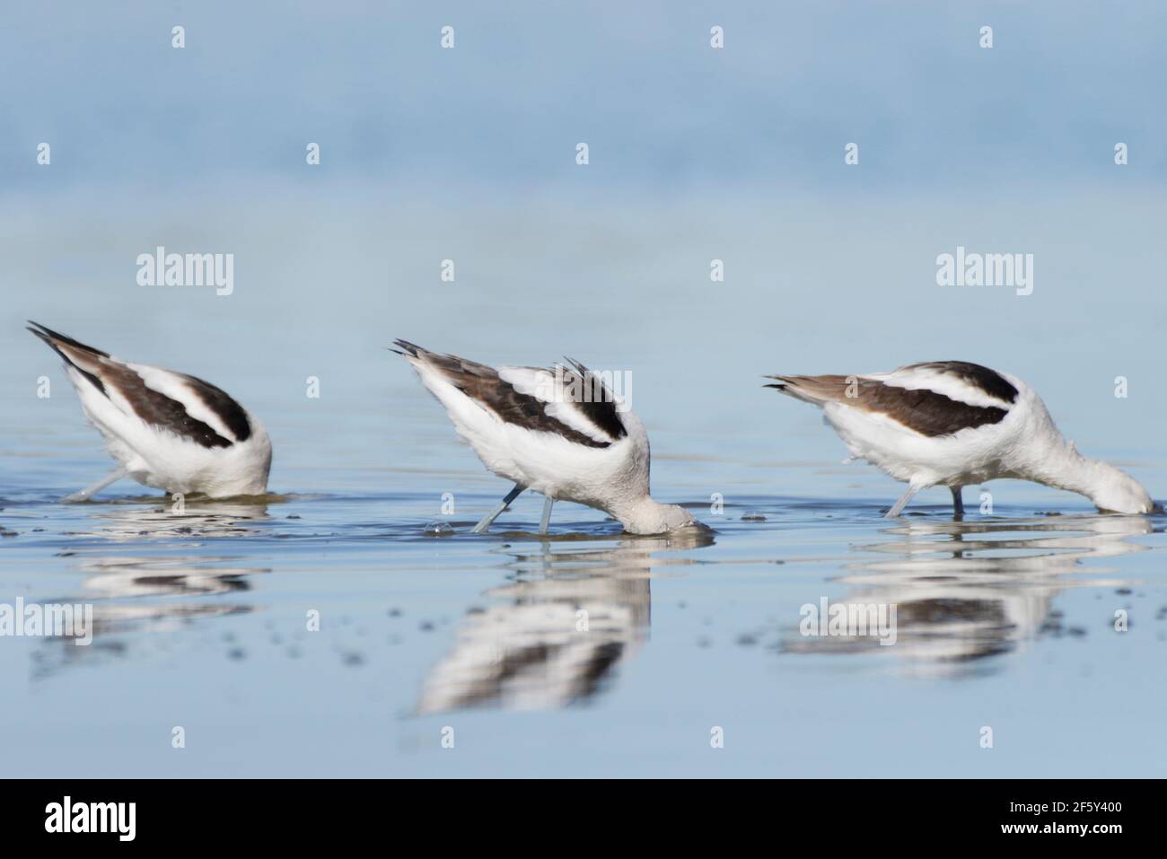 Trois Avoquets américains noirs et blancs se nourrissant avec des têtes sous l'eau. Banque D'Images
