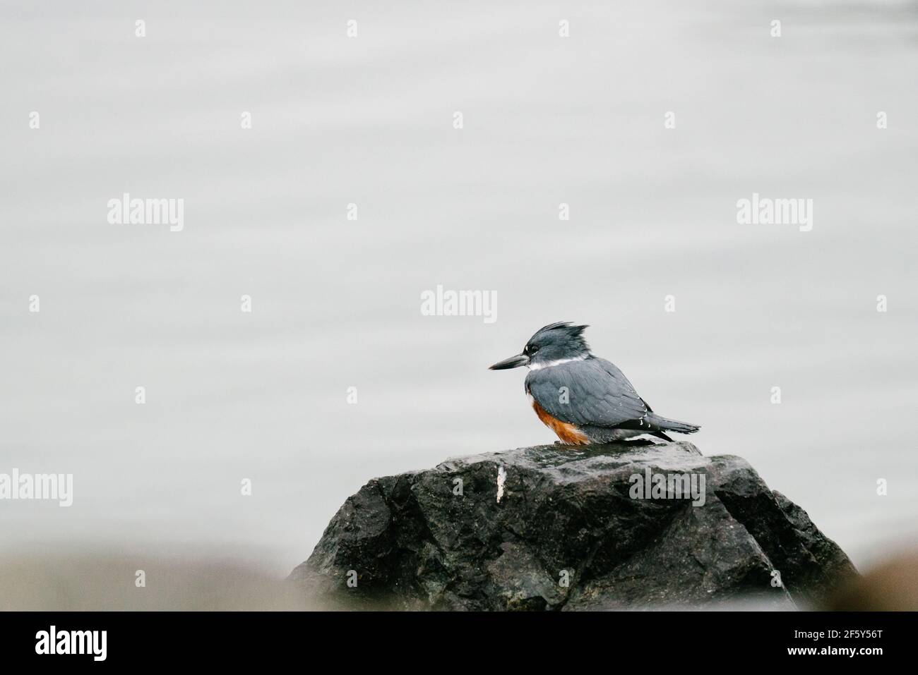 Un Kingfisher avec ceinture sur la rive de Puget Sound à proximité Seattle Banque D'Images