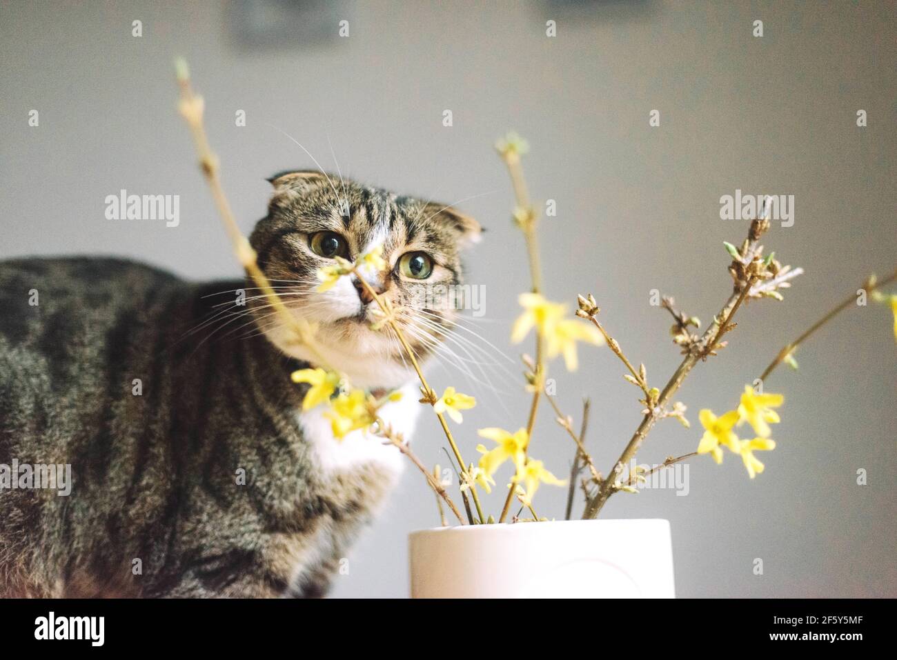 Un joli chaton jouant avec un vase de coupe fraîche branches de forsythia Banque D'Images