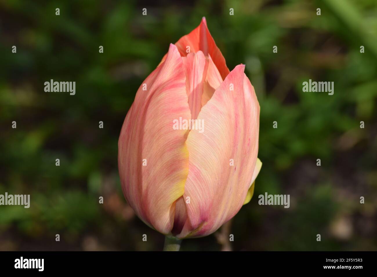 Tulipe orange et rose dans un jardin irlandais au printemps Banque D'Images