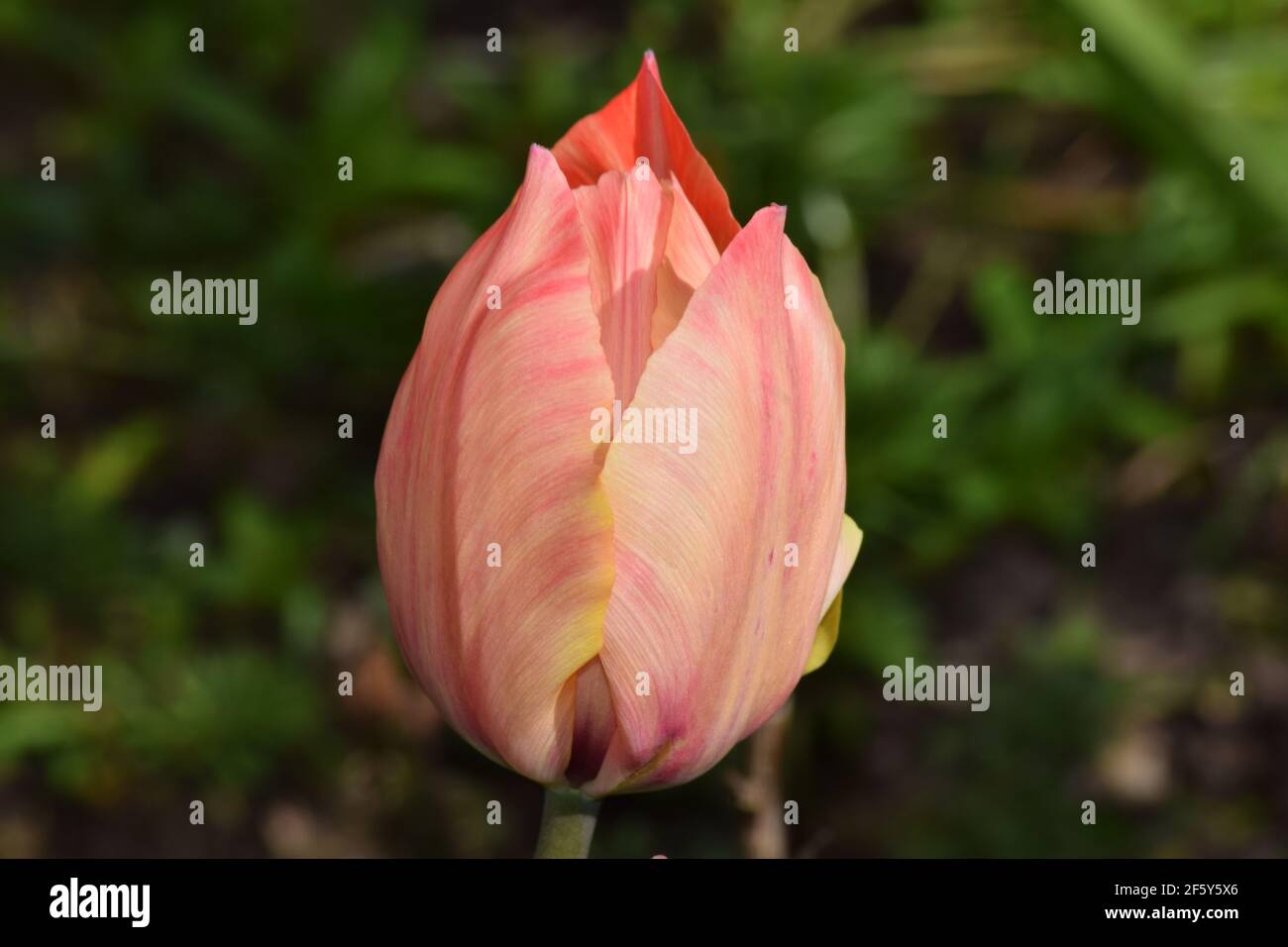 Tulipe orange dans un jardin irlandais Banque D'Images