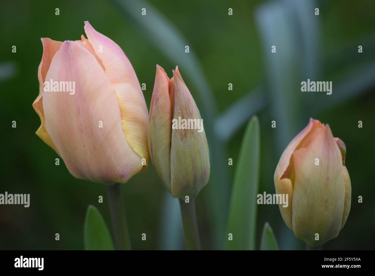 Premiers tulipes dans un jardin irlandais Banque D'Images