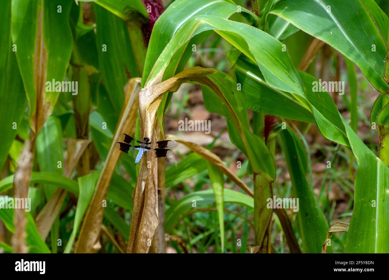 Une libellule à la calete blanche commune a trouvé des tiges de maïs dans le jardin du Missouri pour être un endroit agréable de repos. Effet bokeh. Banque D'Images