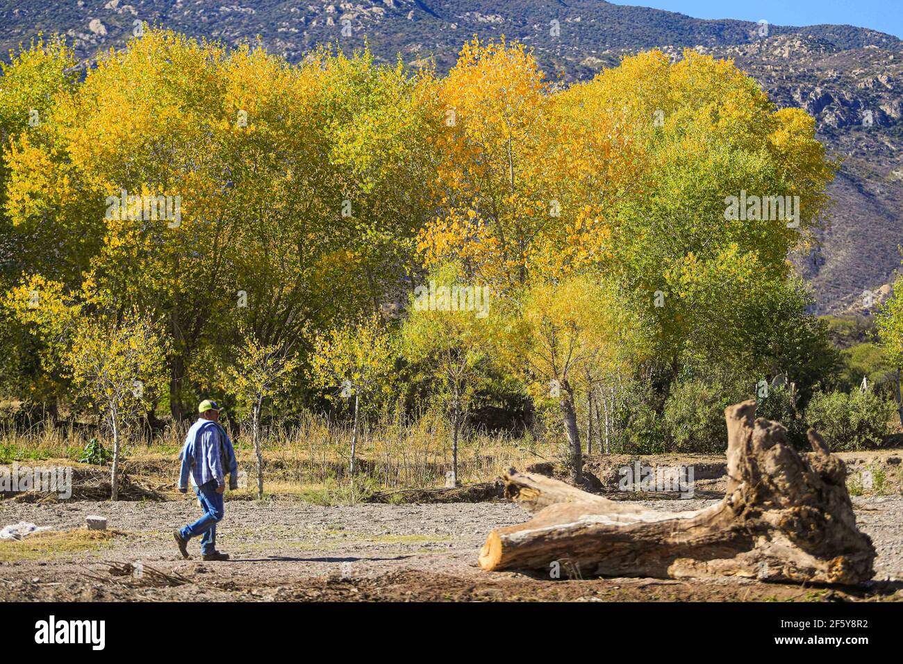 Un homme marche le long d'une route de terre et de gravier à côté du Rio  Sonora et d'un tronc en bois à Aconchi, MPO. Aconchi, Sonora, Mexique.  Débit de la rivière