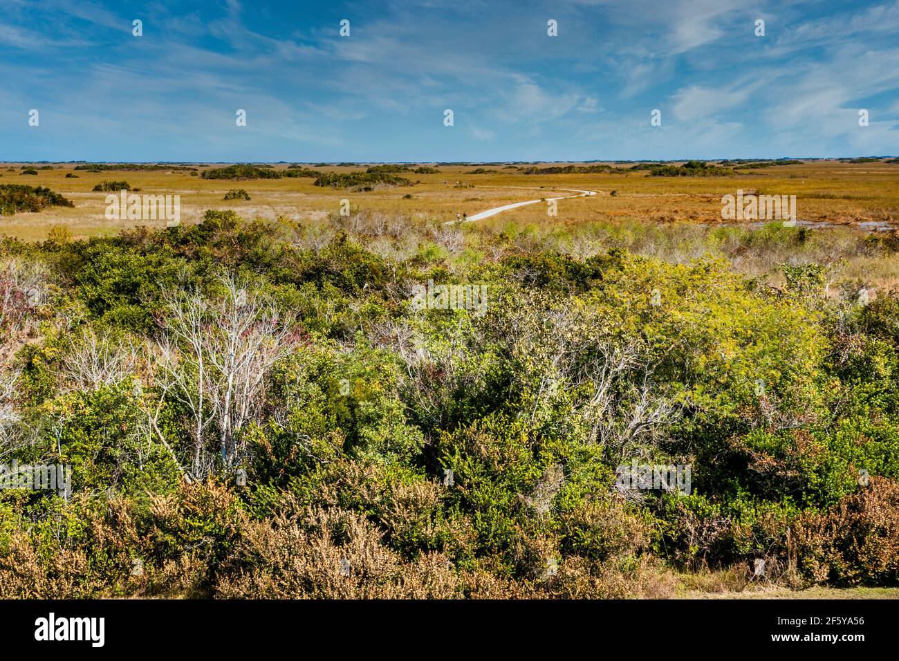 La route d'accès à la Tour d'observation de Shark Valley, dans le parc national des Everglades, en Floride. Banque D'Images