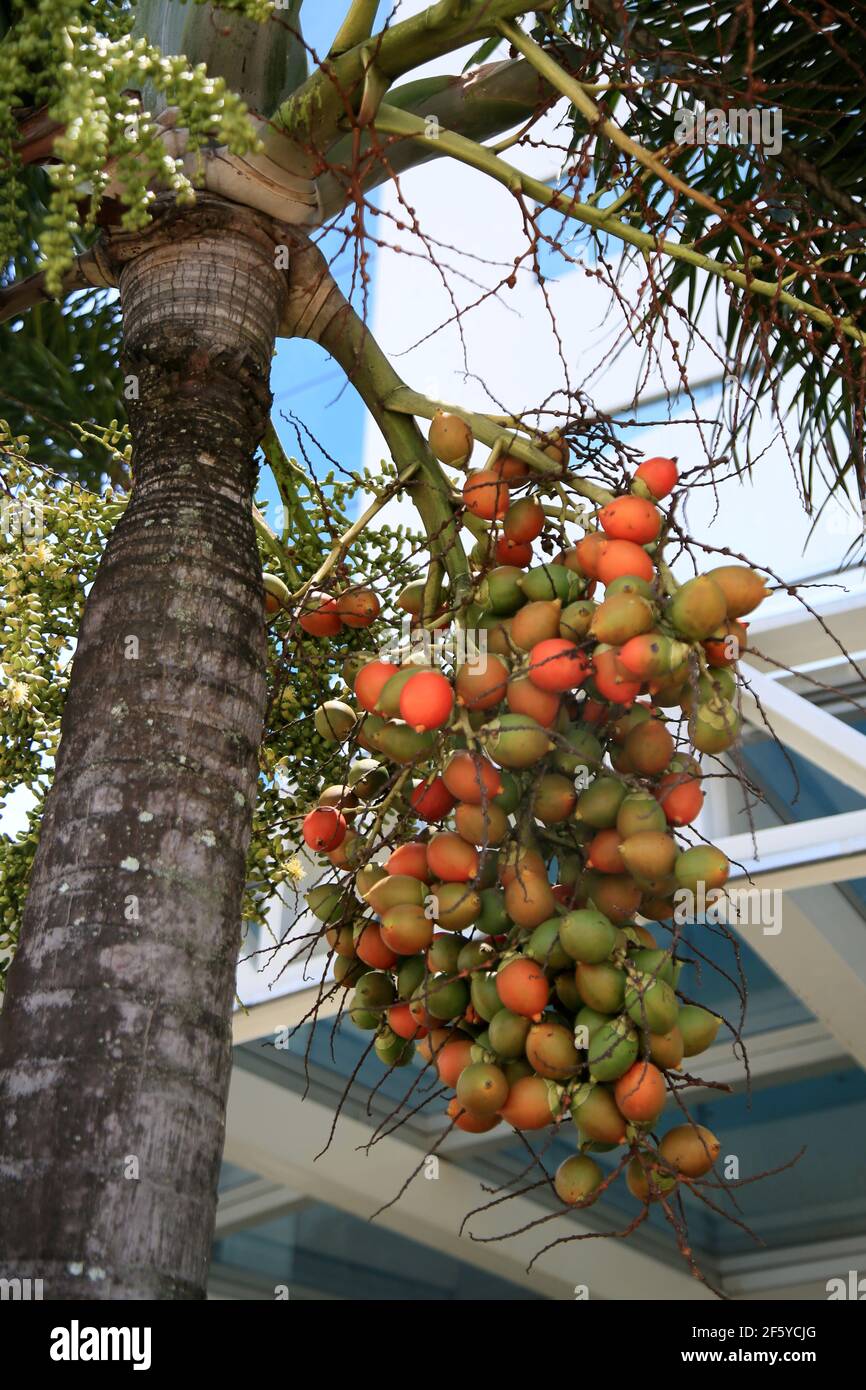 salvador, bahia, brésil - 25 janvier 2021: Fruits de l'areca catechu palmier trouvé dans certains pays tropicaux est vu dans la ville de Salvador. * Banque D'Images