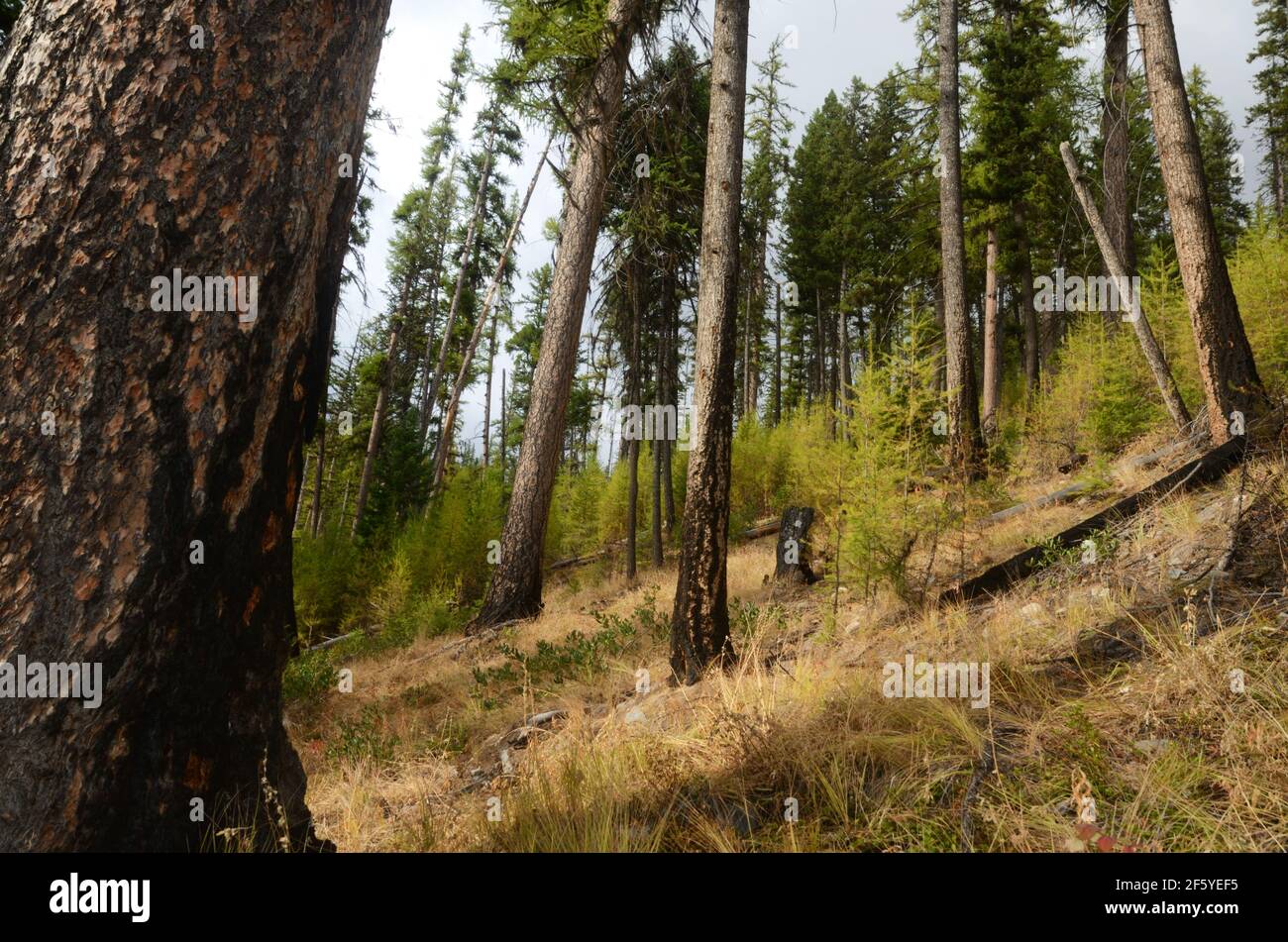 Mélèze de l'Ouest et forêt de Douglas-sapin 17 ans après un feu de forêt. Forêt nationale de Kootenai, Montana. (Photo de Randy Beacham) Banque D'Images