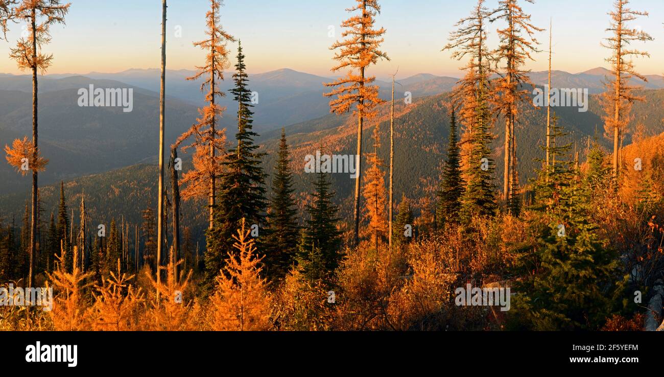 Purcell Mountains et mélèze occidental à l'automne. Région de Saddle Mountain Roadless, forêt nationale de Kootenai, MT. (Photo de Randy Beacham) Banque D'Images