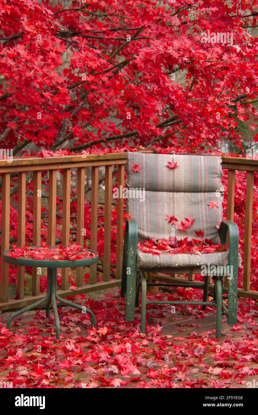 Les feuilles d'érable japonais rouge brillant marécagissent une terrasse en bois et chaise en automne Banque D'Images