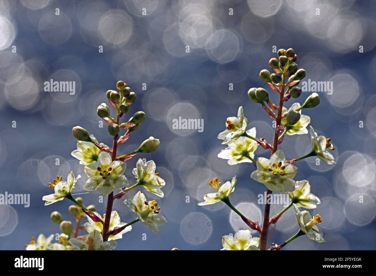 Prairie Deathcama le long de la rivière Yaak en été. Vallée de Yaak, nord-ouest du Montana. (Photo de Randy Beacham) Banque D'Images