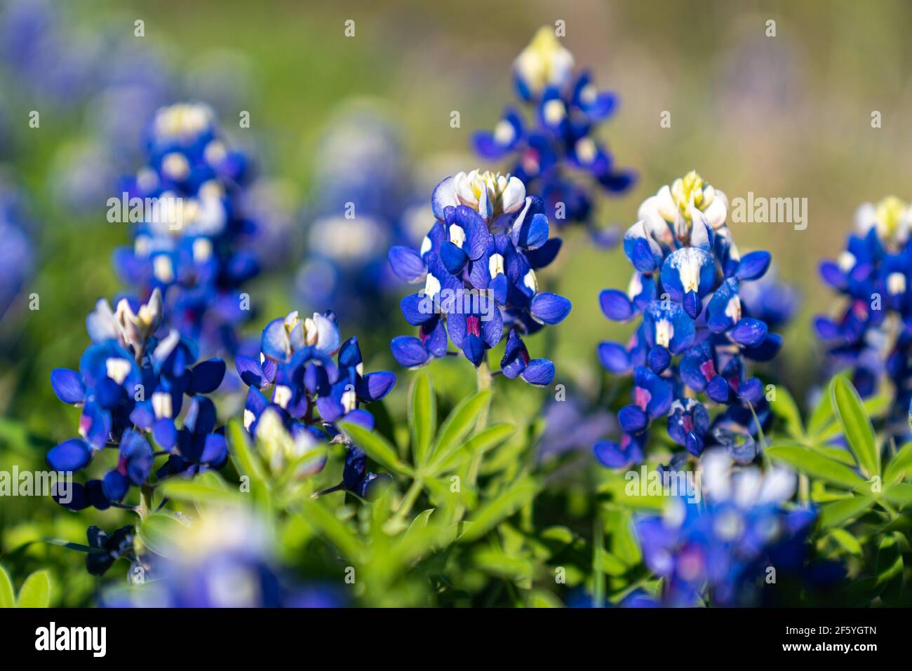 Bluebonnets fleuris le long de la route de campagne près d'Ennis, Texas. Banque D'Images