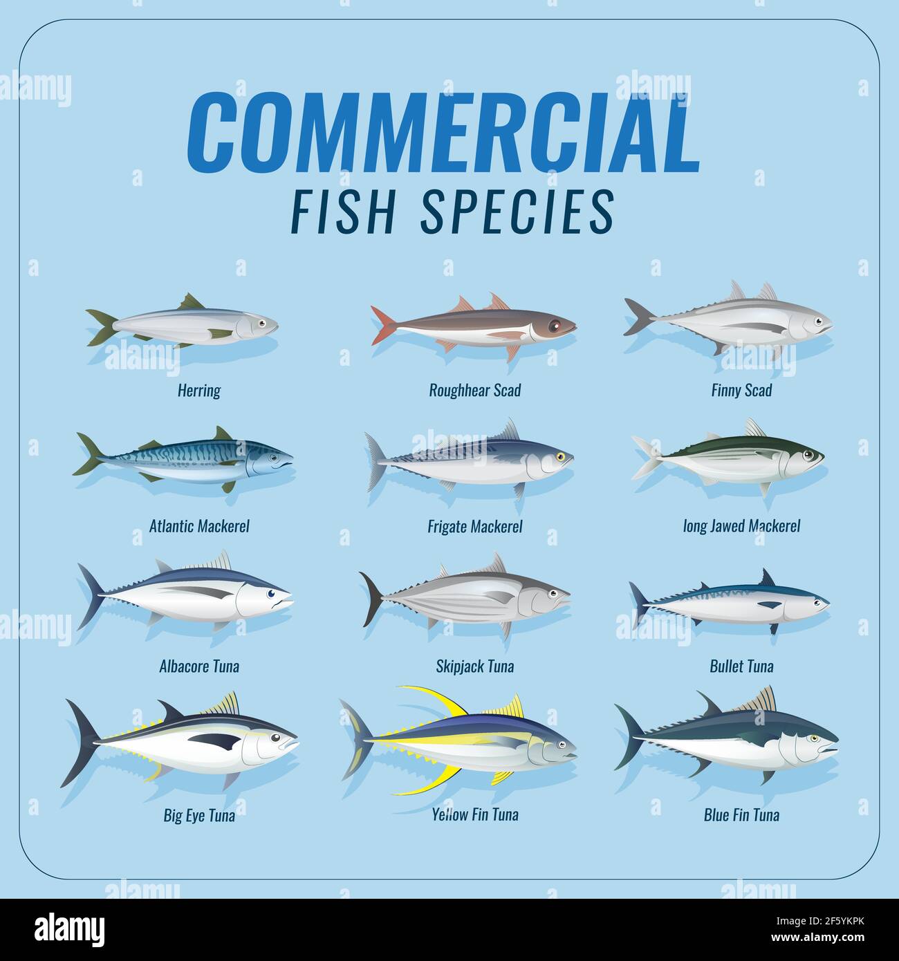 collection commerciale d'espèces de poissons Illustration de Vecteur