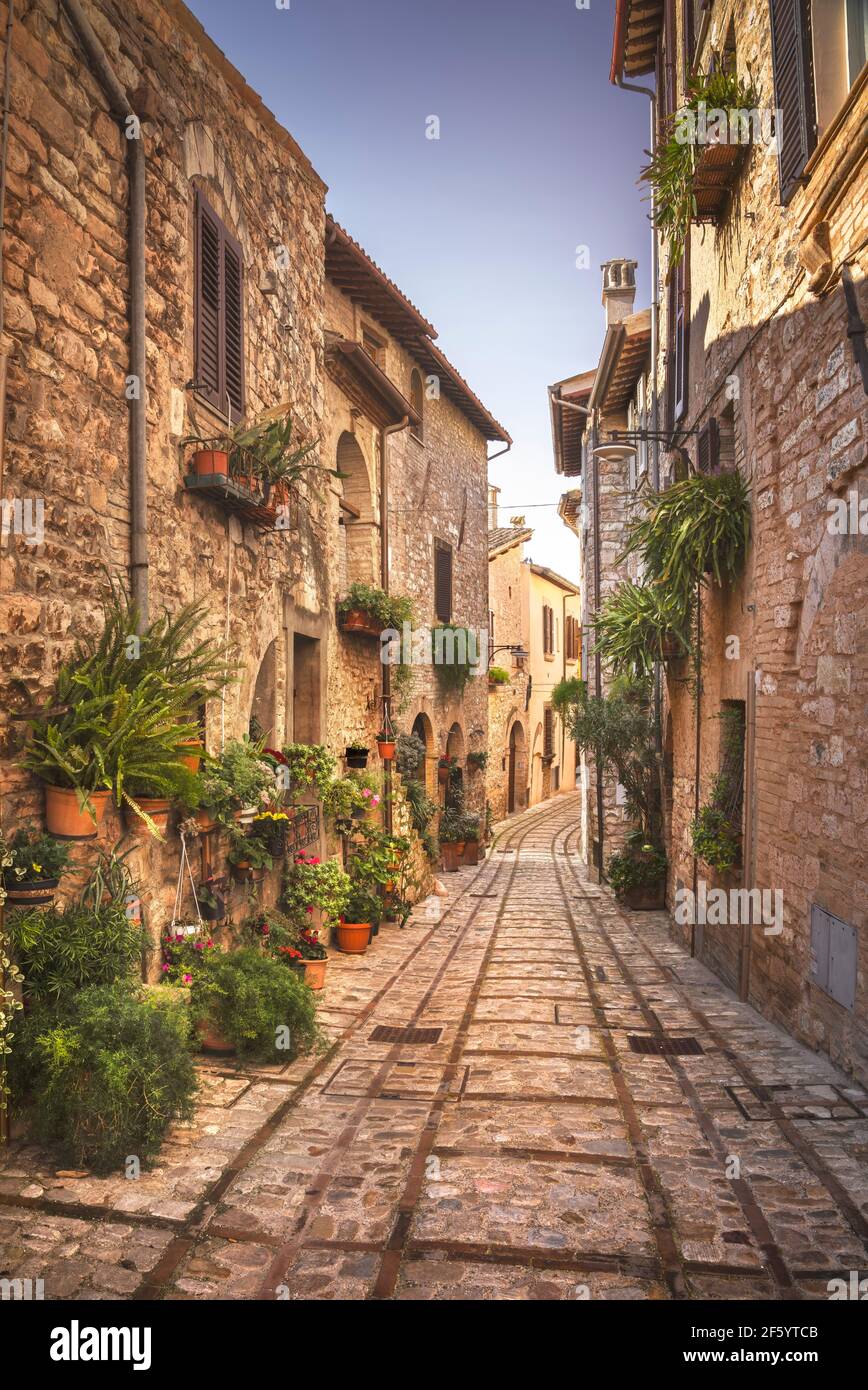 Spello Infiorata rue du village, plantes et fleurs attachées aux murs. Pérouse, Ombrie, Italie, Europe. Banque D'Images