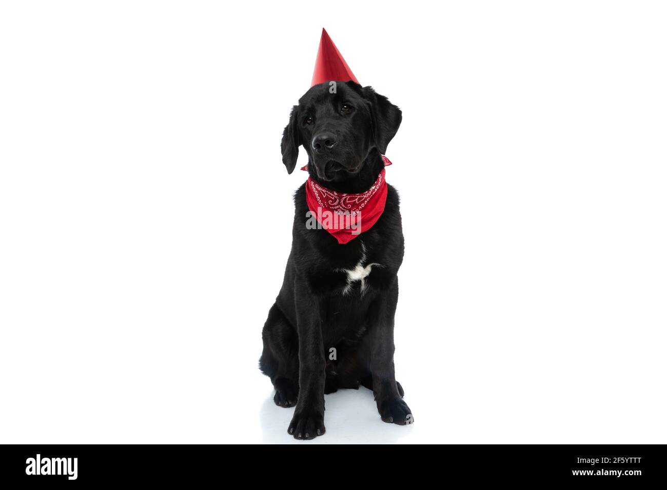 Black Dog Wearing Happy Birthday Banque D Image Et Photos Alamy