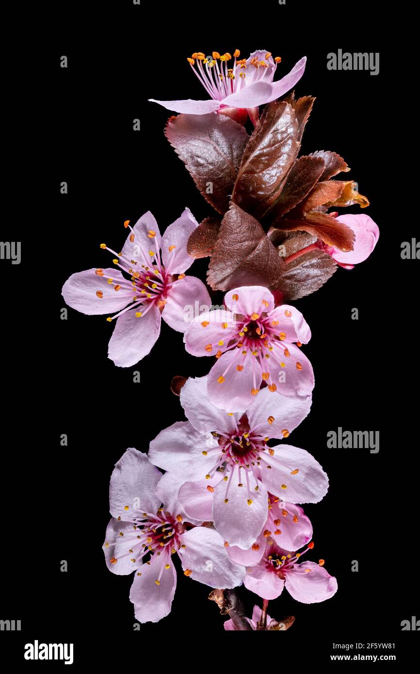 Vue détaillée d'une branche de la prune avec fleurs, bourgeons et feuilles isolés sur le noir Banque D'Images