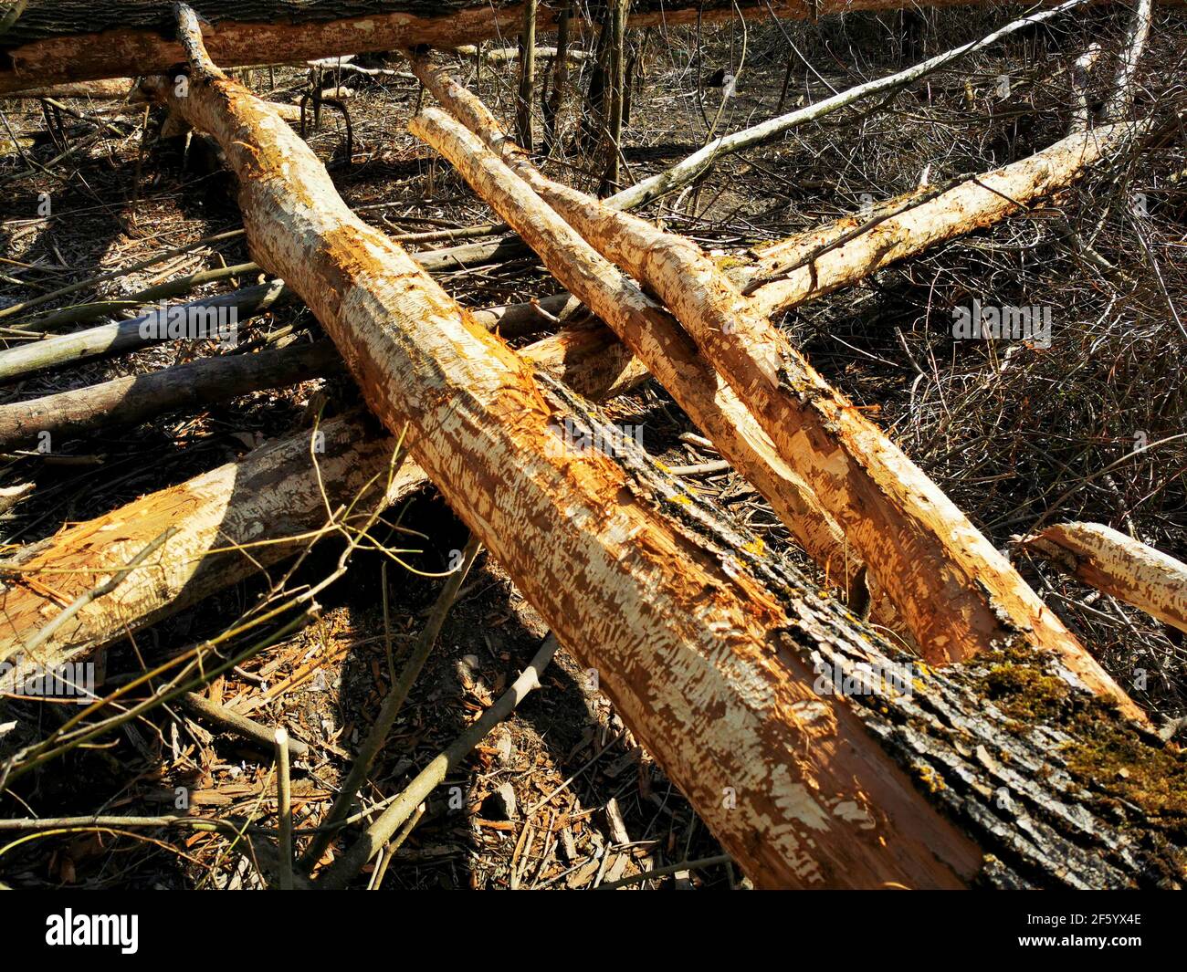 Destruction du paysage et abattage des arbres par le castor en Bavière / Haut-Palatinat. Traces de navigation. Marques de gnaw. Banque D'Images