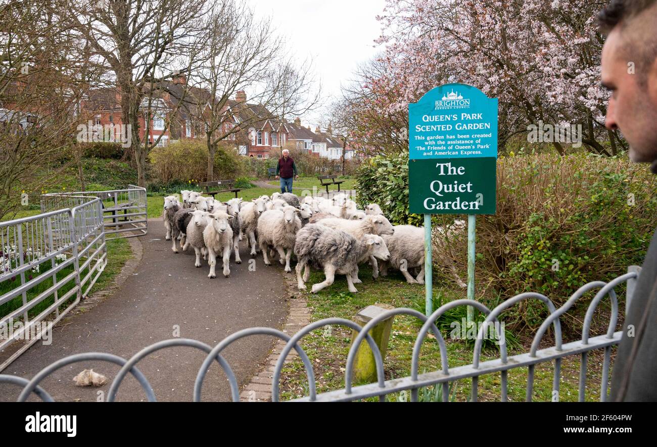 Brighton Royaume-Uni 29 mars 2021 - UN troupeau de moutons qui se sont mystérieusement présenté la nuit dans le paisible jardin du Queens Park à Brighton a dû être sauvé par les bergers du conseil municipal Gary Baldock et son fils Sam ce matin. Les moutons sont censés être venus de Tenantry vers le bas près de l'hippodrome de Brighton à environ 800 mètres: Crédit Simon Dack / Alamy Live News Banque D'Images