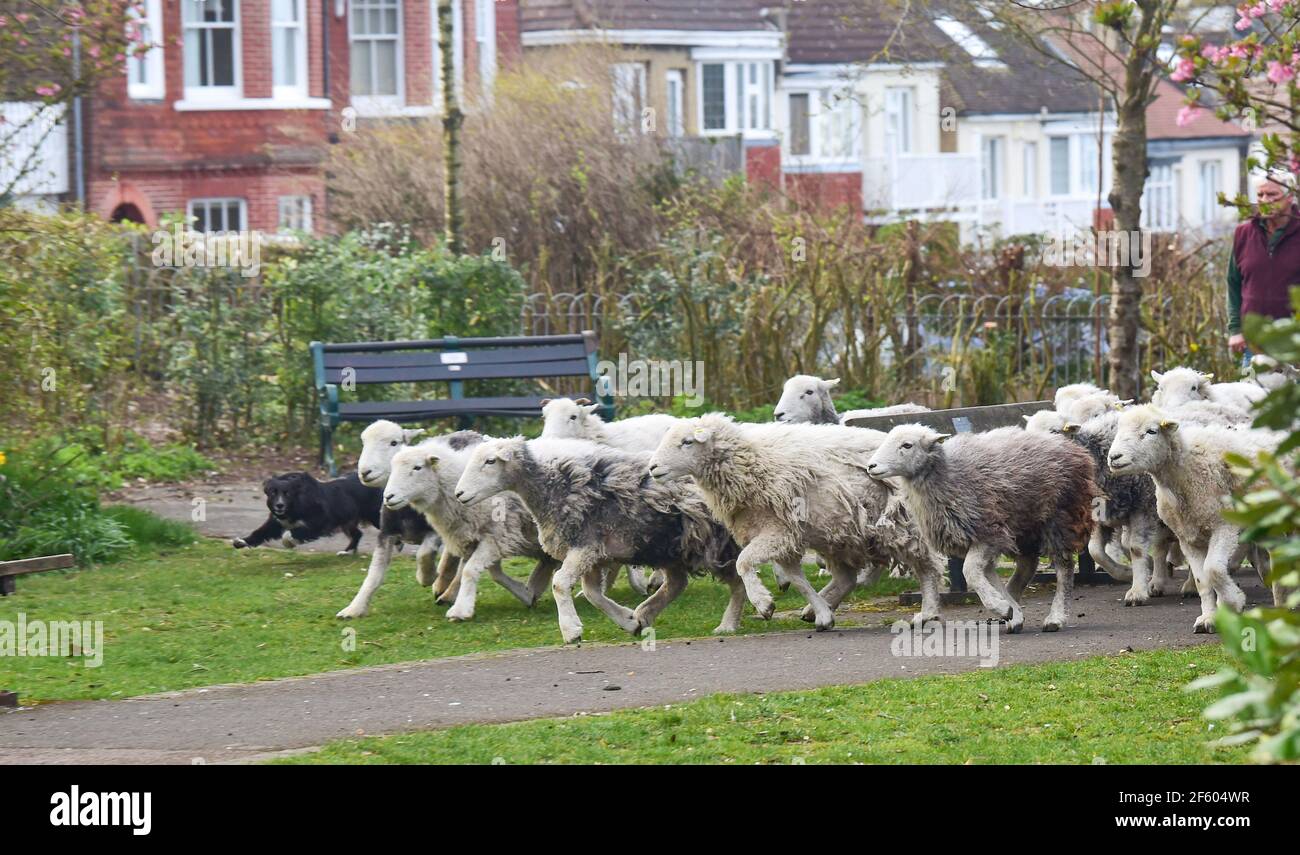 Brighton Royaume-Uni 29 mars 2021 - UN troupeau de moutons qui se sont mystérieusement remis la nuit dans le paisible jardin du Queens Park à Brighton a dû être sauvé par les bergers du conseil municipal ce matin. Les moutons sont censés être venus de Tenantry vers le bas près de l'hippodrome de Brighton à environ 800 mètres: Crédit Simon Dack / Alamy Live News Banque D'Images