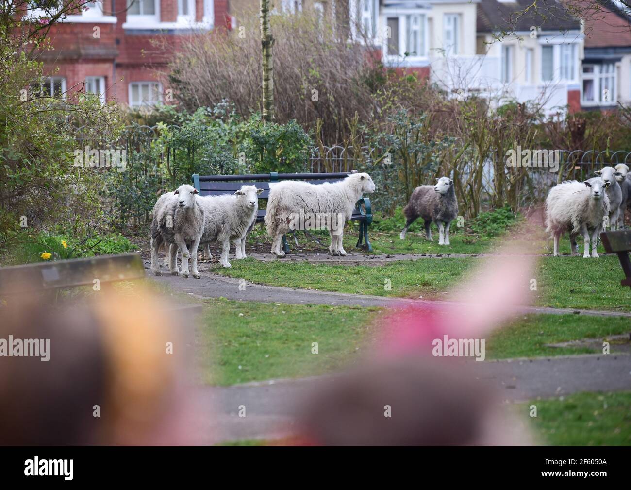 Brighton Royaume-Uni 29 mars 2021 - UN troupeau de moutons qui se sont mystérieusement remis la nuit dans le paisible jardin du Queens Park à Brighton a dû être sauvé par les bergers du conseil municipal ce matin. Les moutons sont censés être venus de Tenantry vers le bas près de l'hippodrome de Brighton à environ 800 mètres: Crédit Simon Dack / Alamy Live News Banque D'Images