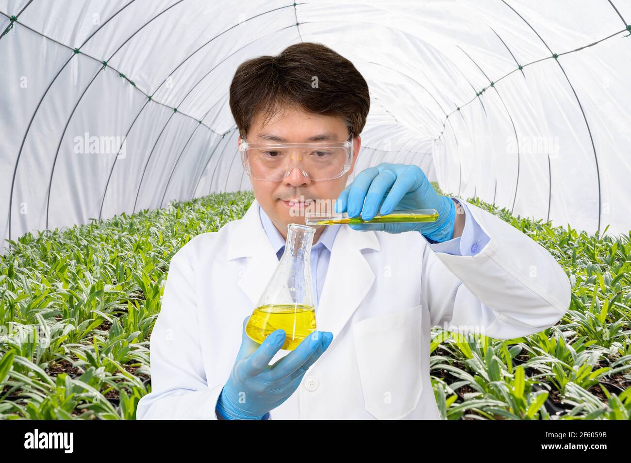 Un scientifique asiatique d'âge moyen tenant un conteneur expérimental dans sa main dans une maison verte où les plantes poussent. Banque D'Images