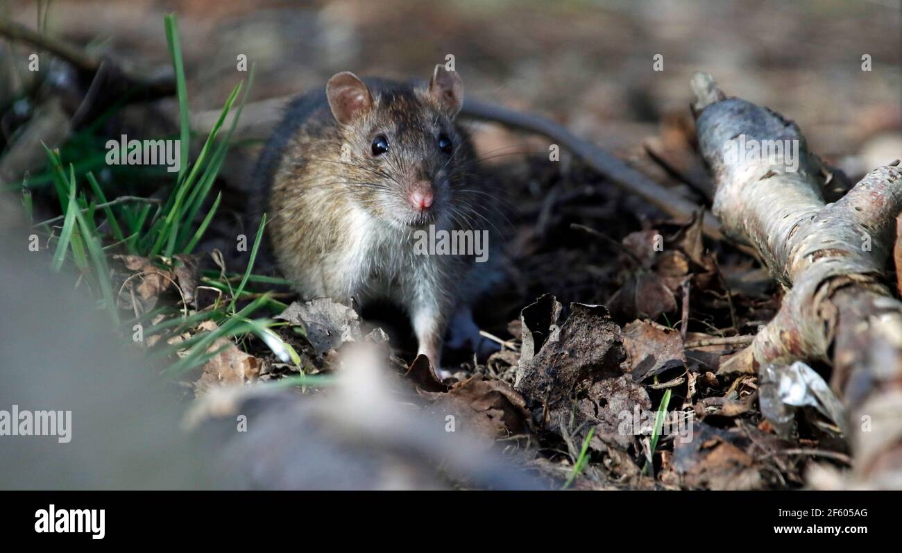 Rats sauvages qui fourragent dans les bois Banque D'Images