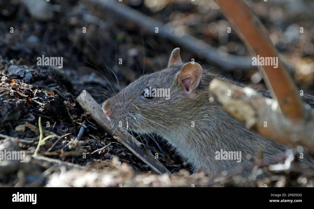 Rats sauvages qui fourragent dans les bois Banque D'Images