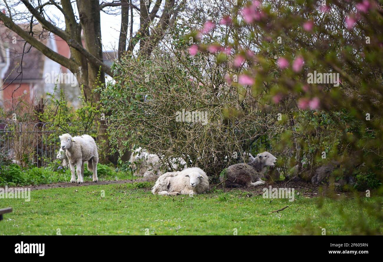 Brighton Royaume-Uni 29 mars 2021 - UN troupeau de moutons qui se sont mystérieusement remis la nuit dans le paisible jardin du Queens Park à Brighton a dû être sauvé par les bergers du conseil municipal ce matin. Les moutons sont censés être venus de Tenantry vers le bas près de l'hippodrome de Brighton à environ 800 mètres: Crédit Simon Dack / Alamy Live News Banque D'Images