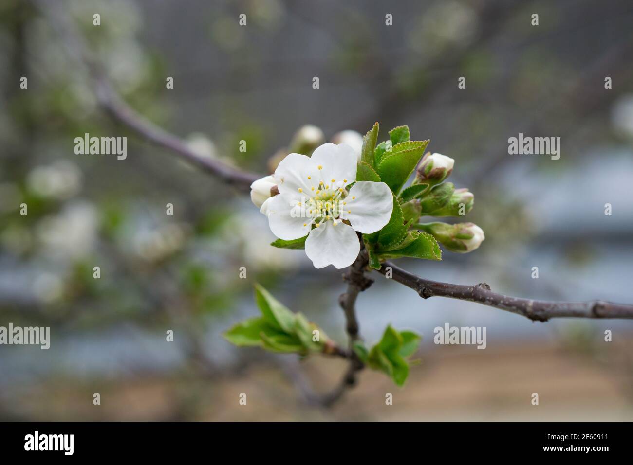 gros plan d'une fleur blanche en fleur de cerisier au printemps sur un  arbre. Photo de haute qualité Photo Stock - Alamy