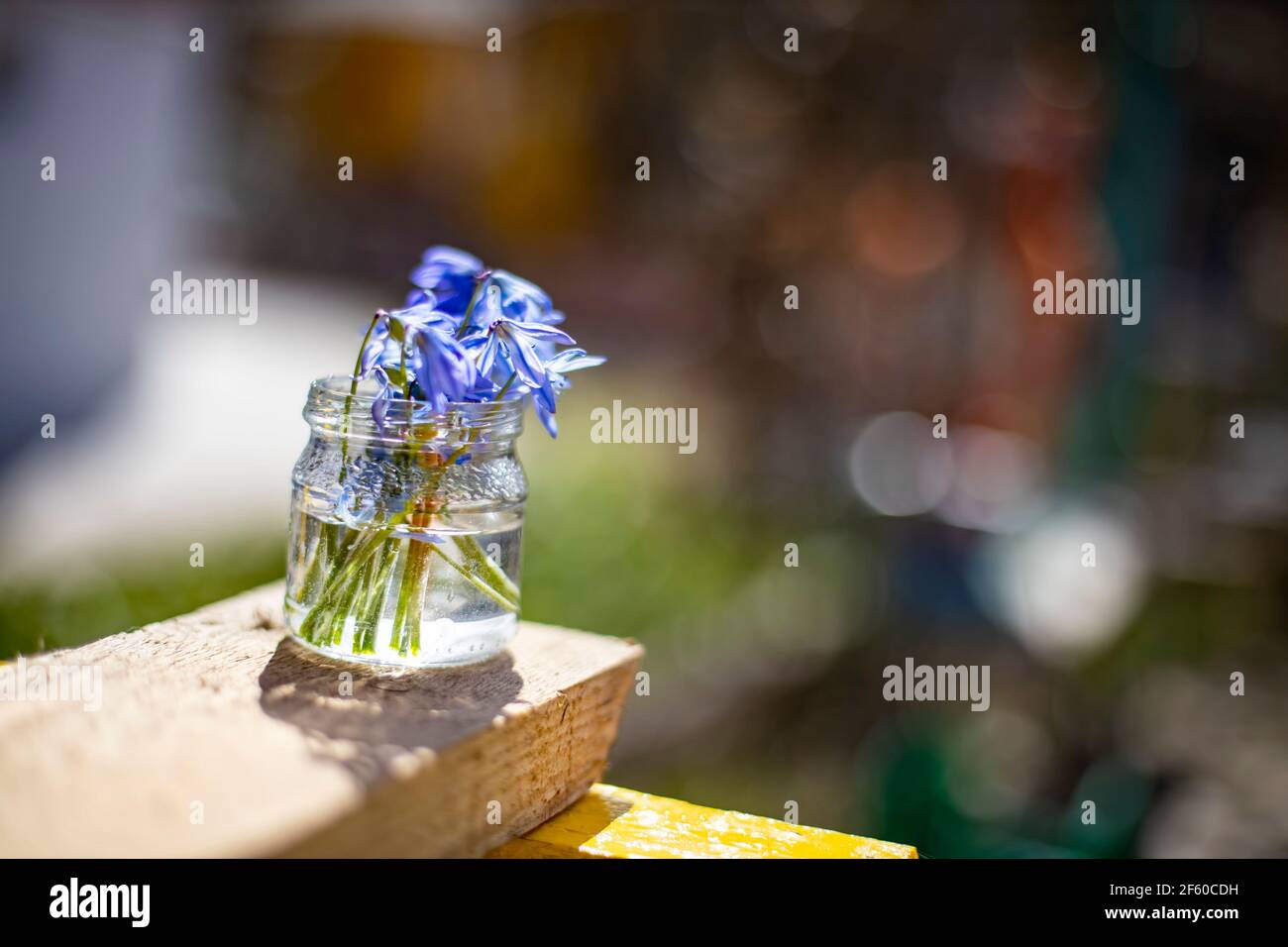 bouquets de fleurs du premier printemps gouttes de neige bleues dans un pot en verre au soleil. gros plan, mise au point créative et flou Banque D'Images