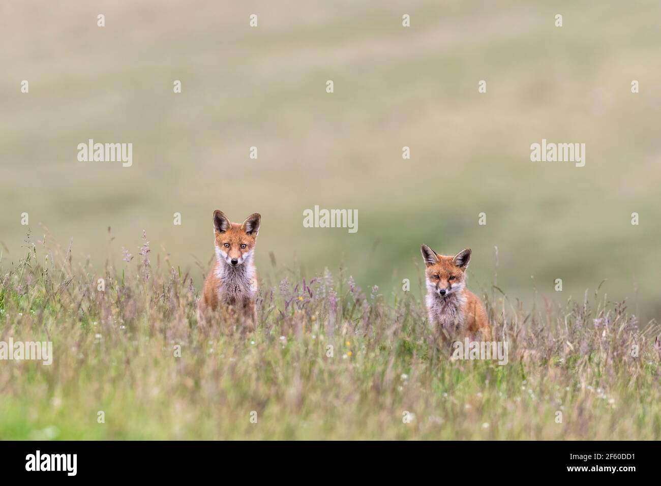 Renards rouges (Vulpes vulpes), parc national de Northumberland, Royaume-Uni, Banque D'Images
