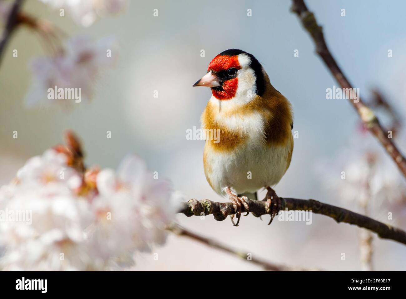 Un Goldfinch (Carduelis carduelis) perche parmi les cerisiers en fleurs ce matin, car une grande partie du pays s'attend à un beau temps. East Sussex, Royaume-Uni. Crédit : Ed Brown/Alay Live News Banque D'Images