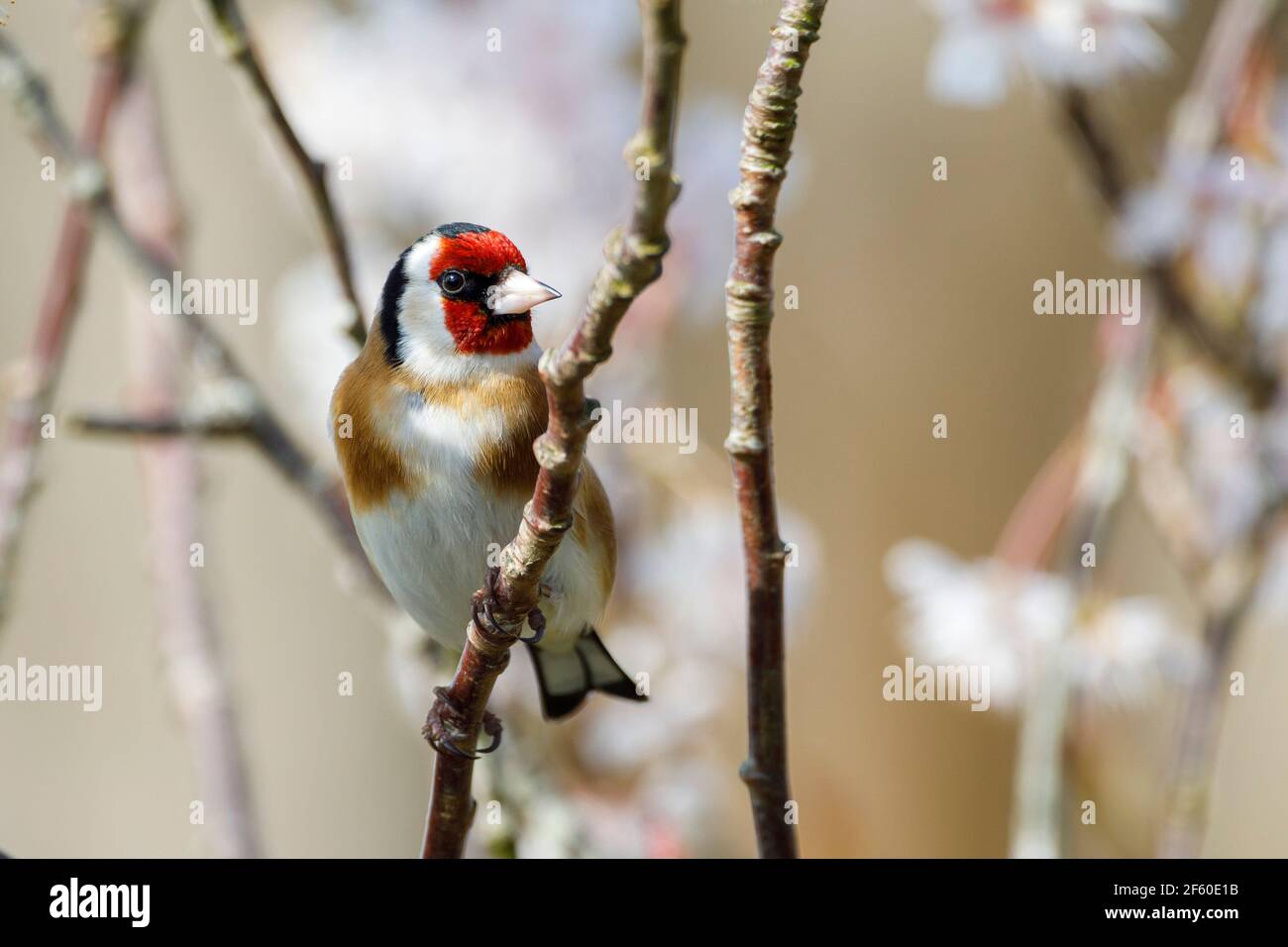 Un Goldfinch (Carduelis carduelis) perche parmi les cerisiers en fleurs ce matin, car une grande partie du pays s'attend à un beau temps. East Sussex, Royaume-Uni. Crédit : Ed Brown/Alay Live News Banque D'Images