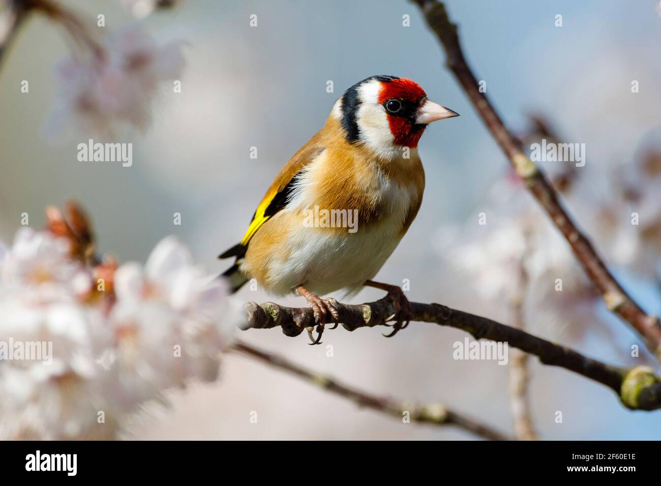 Un Goldfinch (Carduelis carduelis) perche parmi les cerisiers en fleurs ce matin, car une grande partie du pays s'attend à un beau temps. East Sussex, Royaume-Uni. Crédit : Ed Brown/Alay Live News Banque D'Images