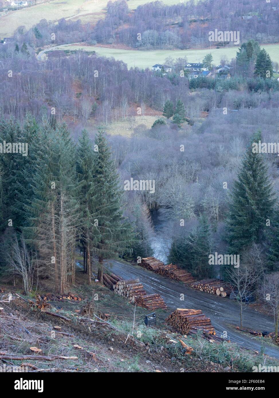 Opérations forestières dans les Highlands écossais. Glen Urquhart, Highland, Écosse Banque D'Images