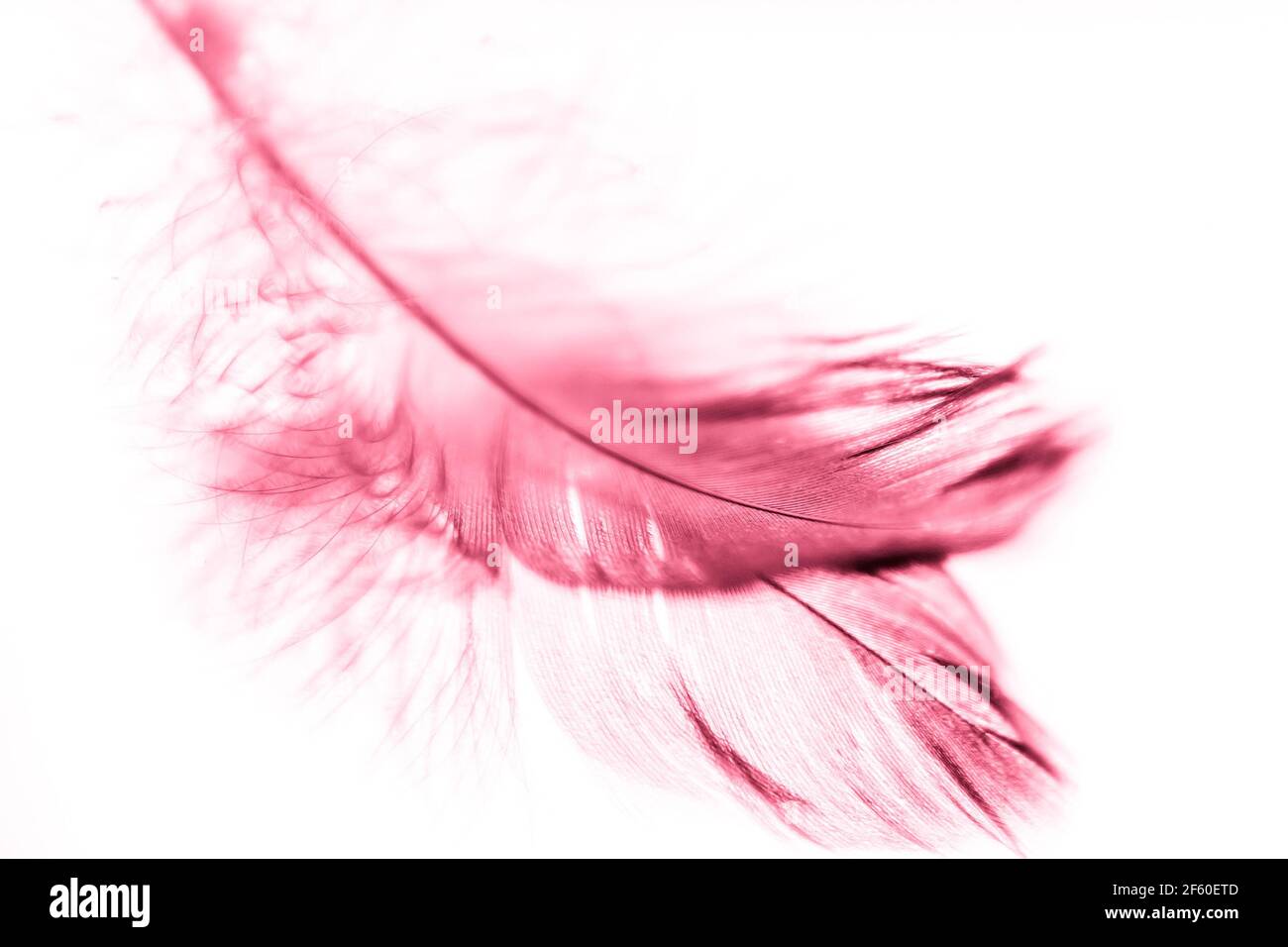 Plume rose d'un oiseau sur le miroir. Mise au point sélective de l'art. Banque D'Images