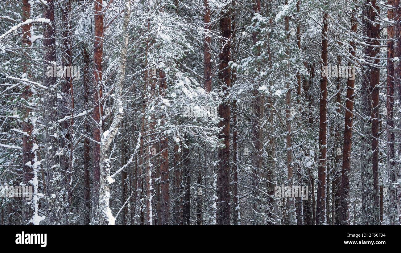 Section de conifères partiellement couverte de neige. Glen Affric, Highland, Écosse Banque D'Images