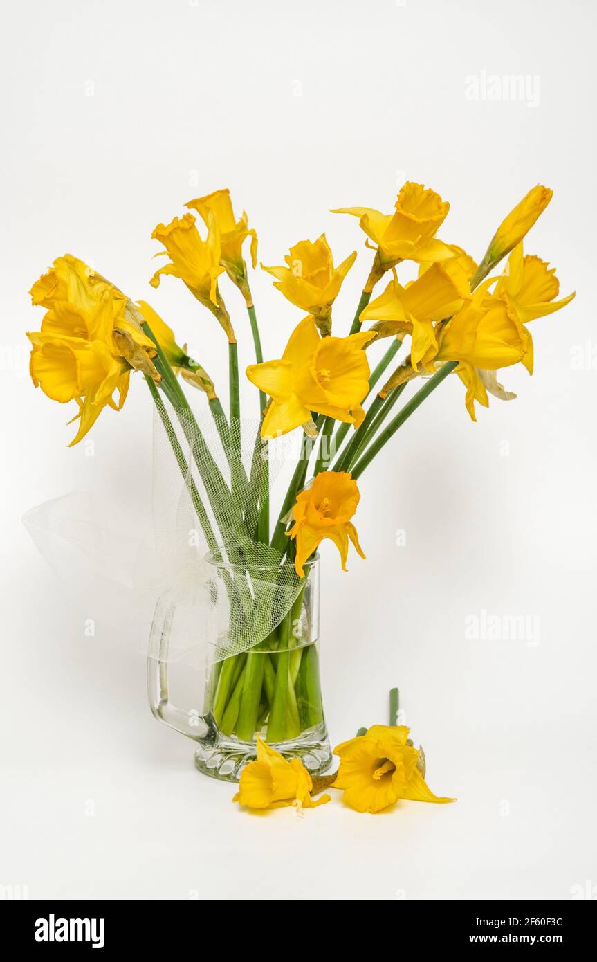 Narcisse jaune, jonarciss (Narcisse pseudo-narciss), narcisse trompette,  bouquet de fleurs dans un vase en verre, sur fond clair, fleurs sous forme  o Photo Stock - Alamy